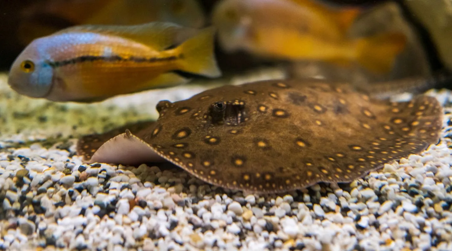 La raie motoro ou raie à ocelles 