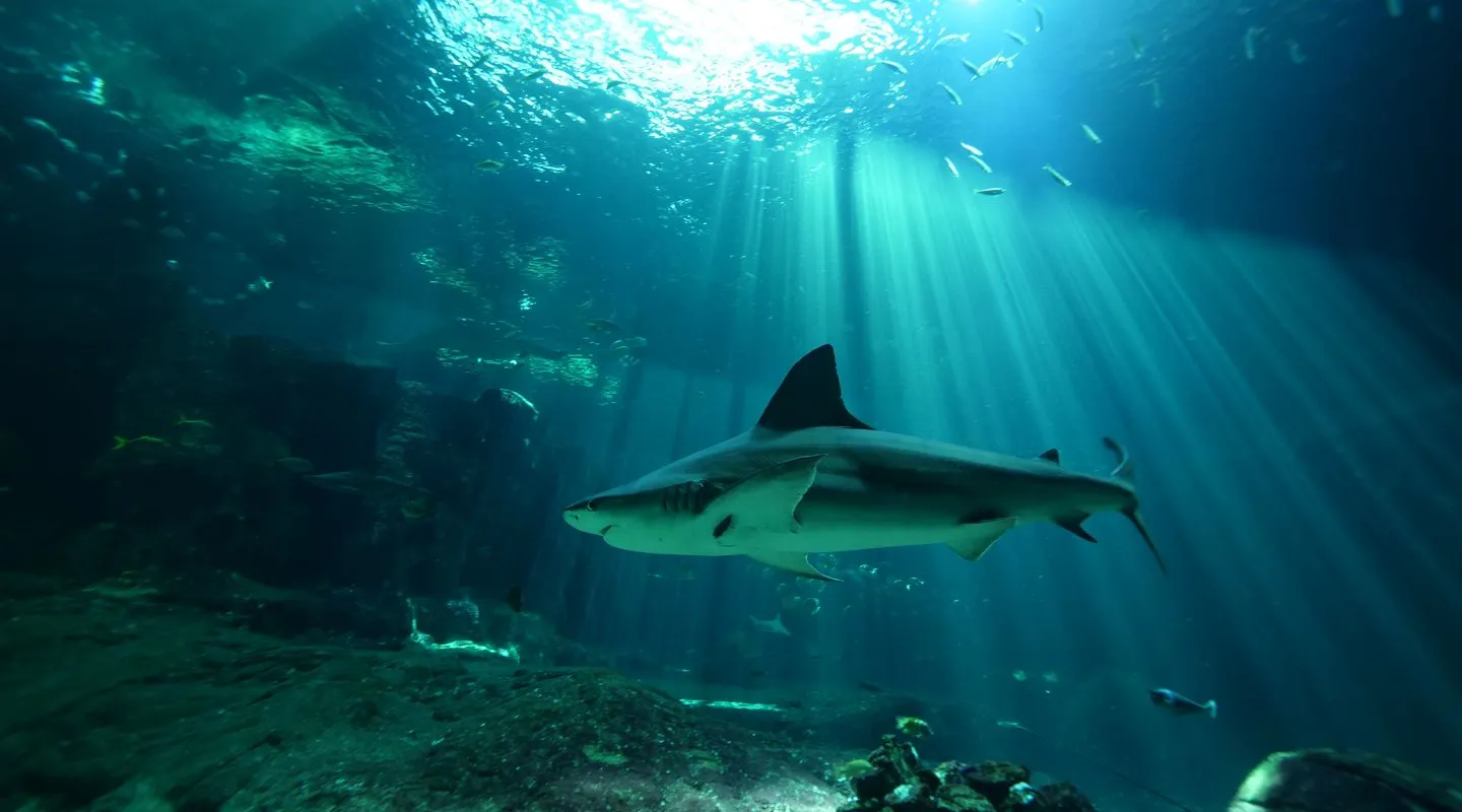 Sandbar Shark