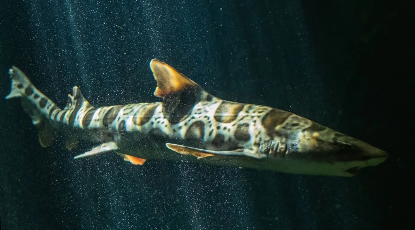 Leopard Shark 