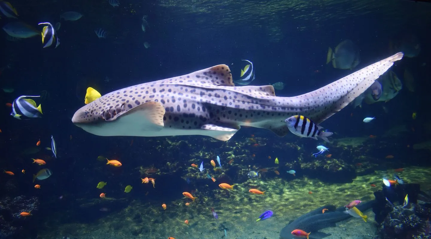 Zebra Shark