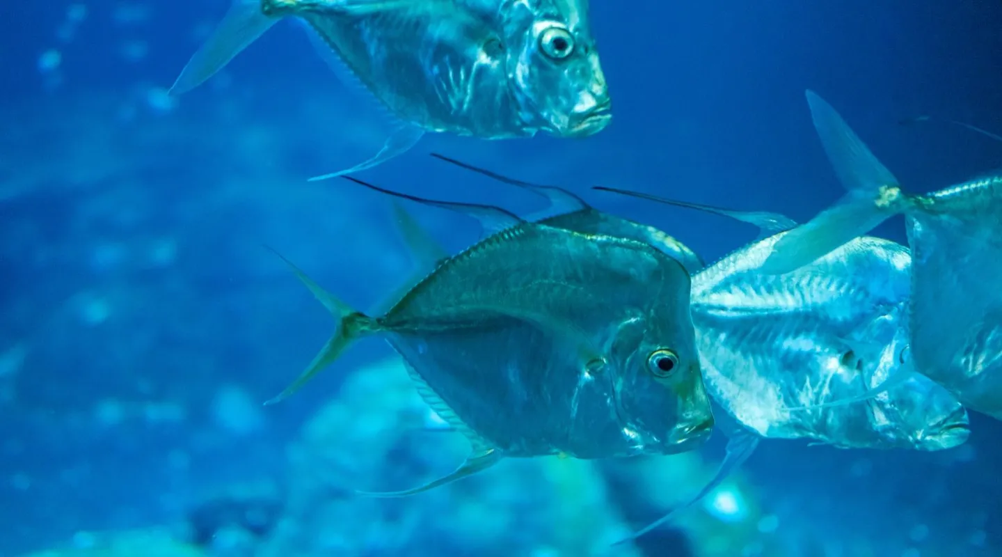 la sélène Selene vomer 