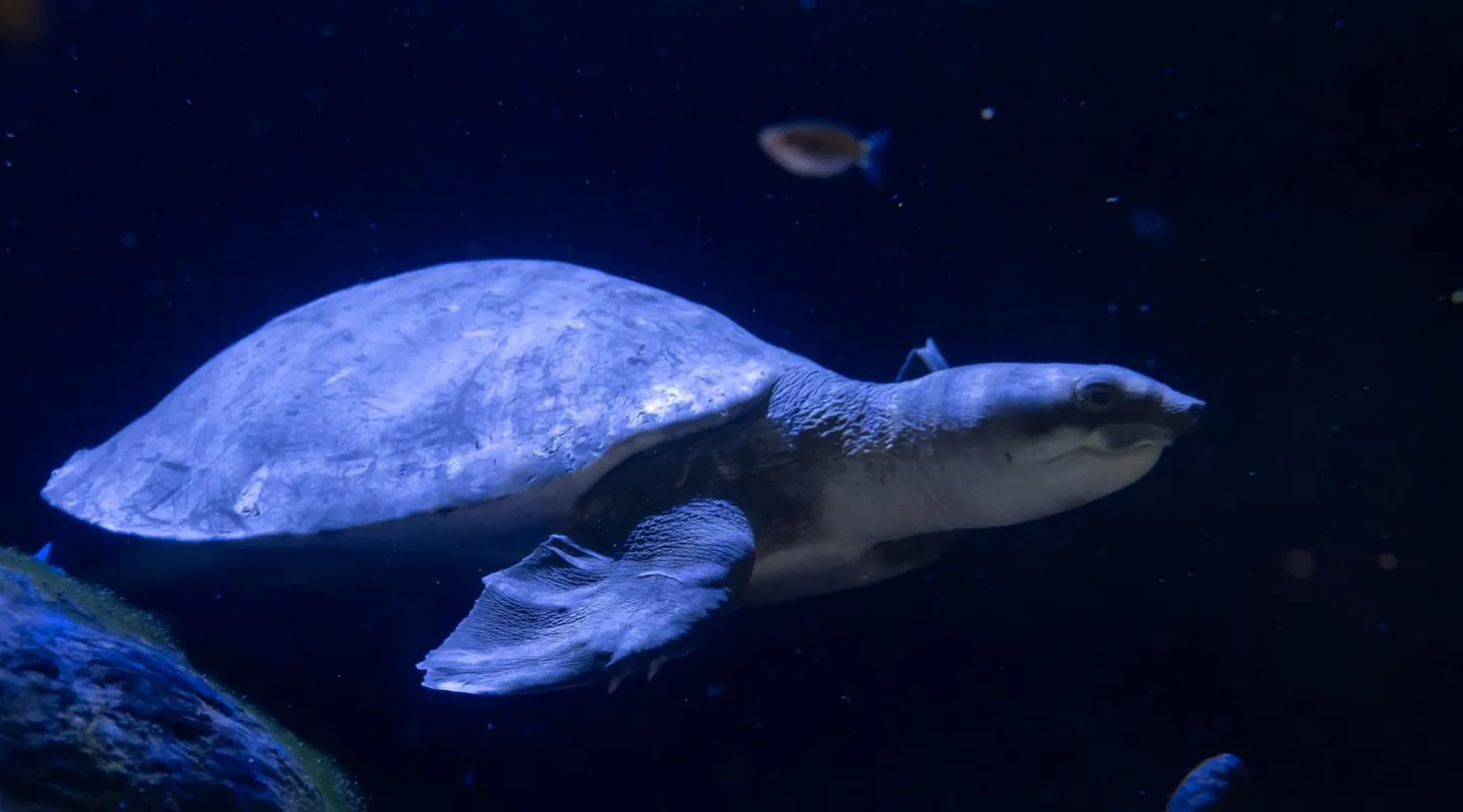 Pig-nosed Turtle Carettochelys insculpta