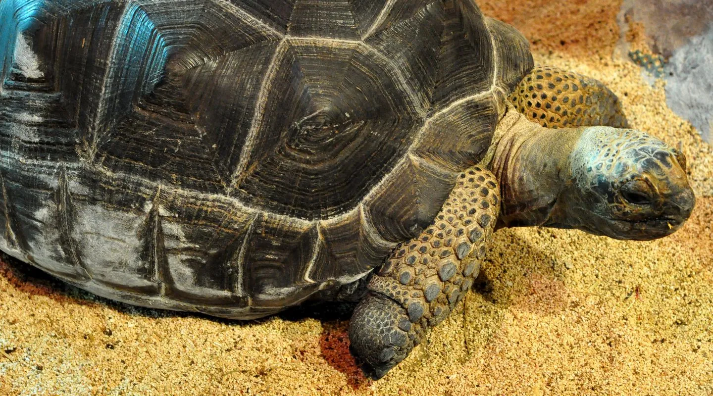 De Seychellenreuzenschildpad