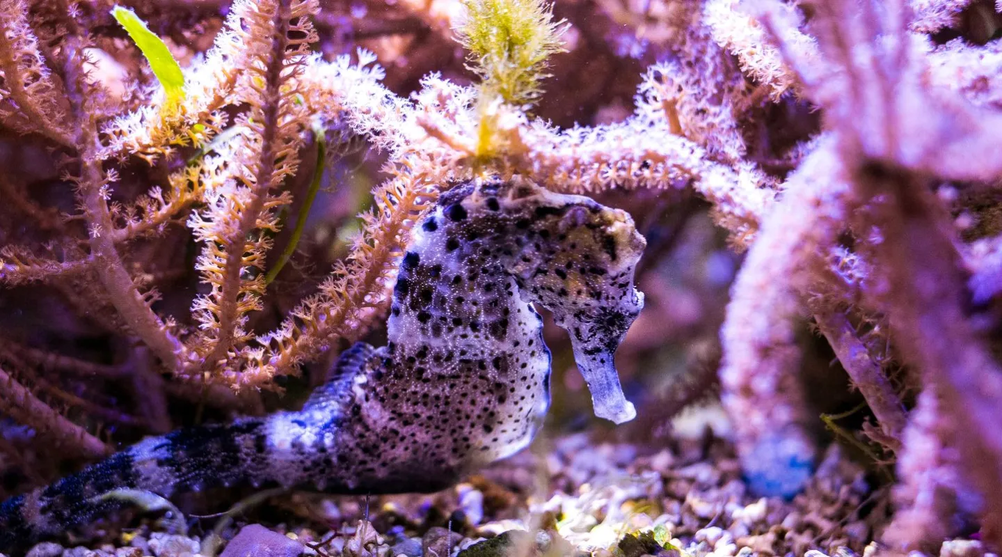 Longsnout seahorse  Hippocampus reidi