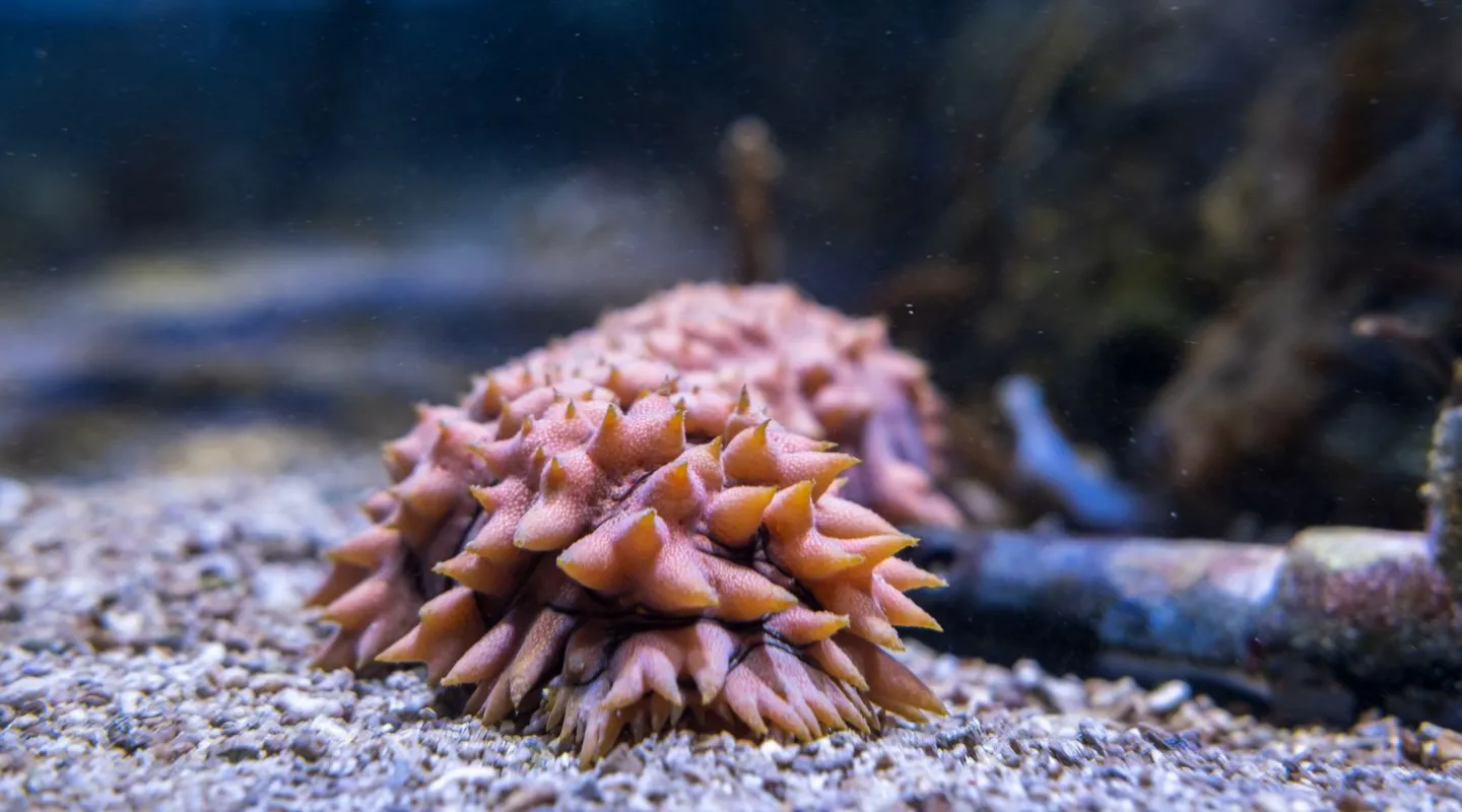 De ananas-zeekomkommer Thelenota ananas