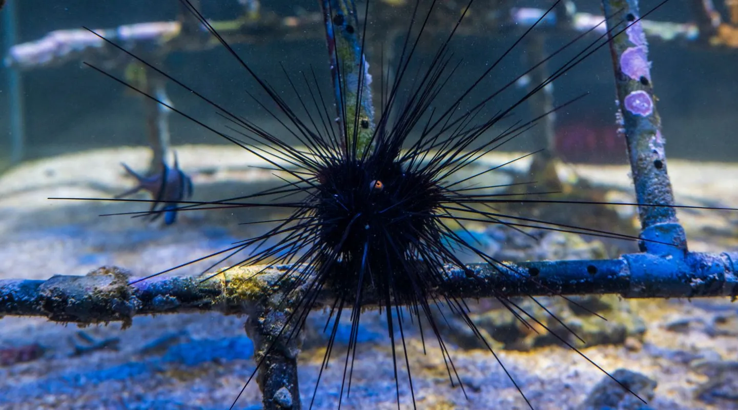  L'oursin-diadème commun Diadema setosum