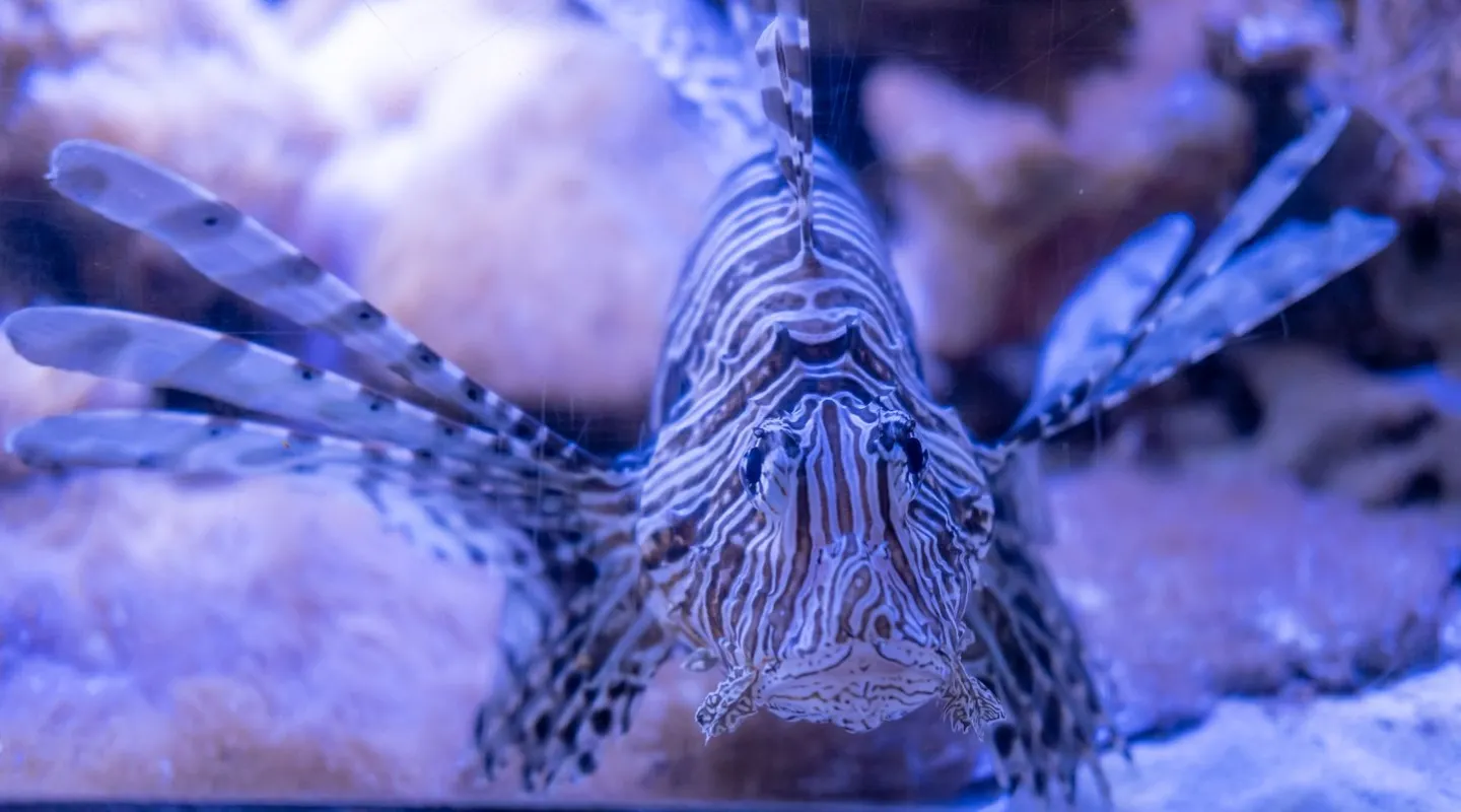 poisson lion Pterois volitans