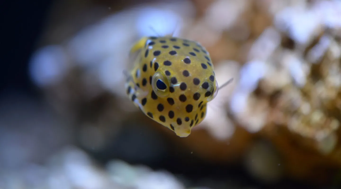 poisson coffre jaune