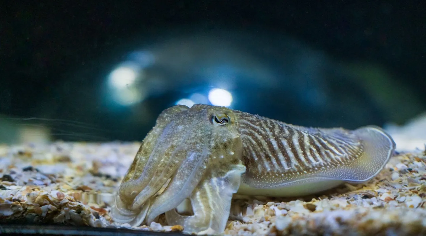 Common cuttlefish Sepia officinalis