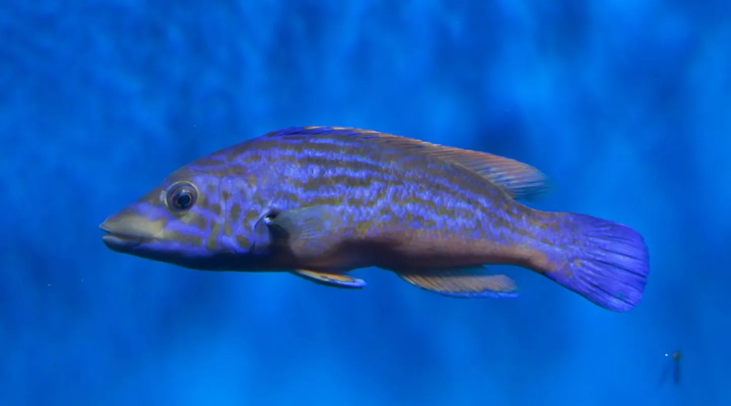 La vieille coquette Labrus mixtus