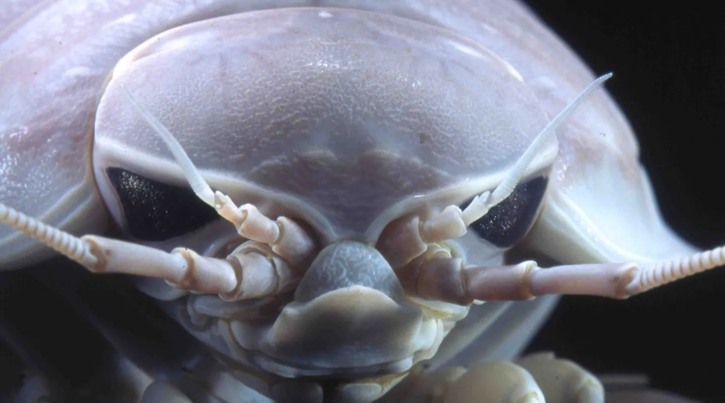 Giant isopod