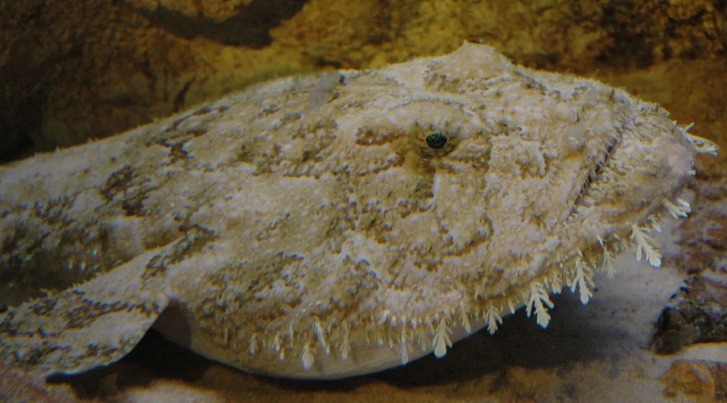 common anglerfish