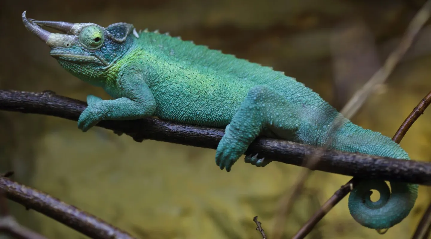 three horned chameleon 