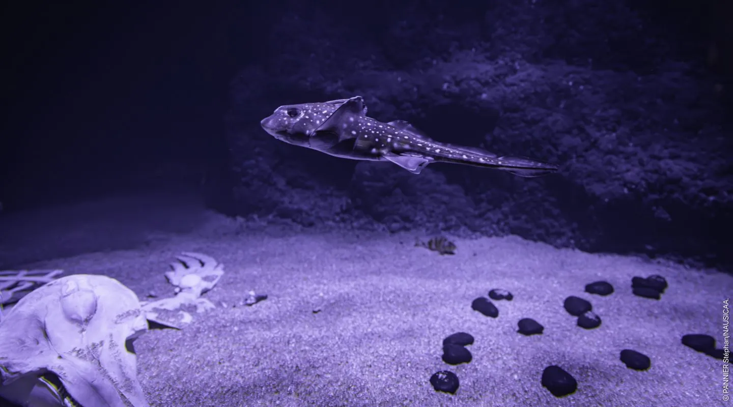 chimère tachetée ou chimère d'Amérique Hydrolagus colliei