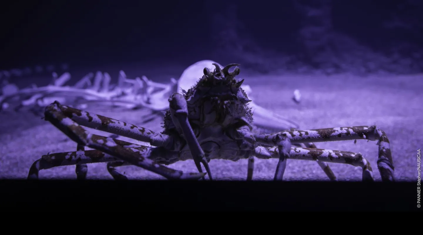 Crabe araignée géant du Japon