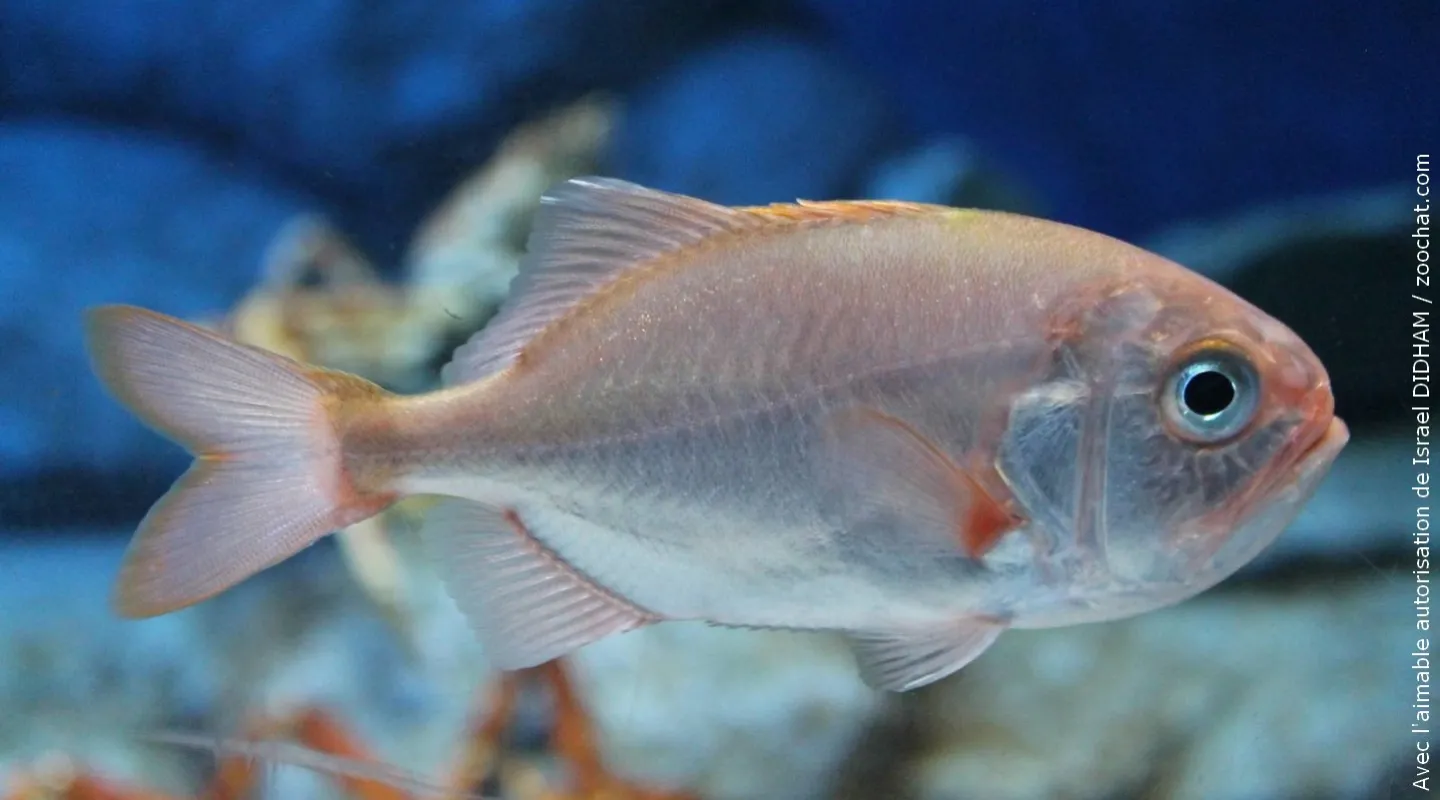 Gephyroberyx japonicus