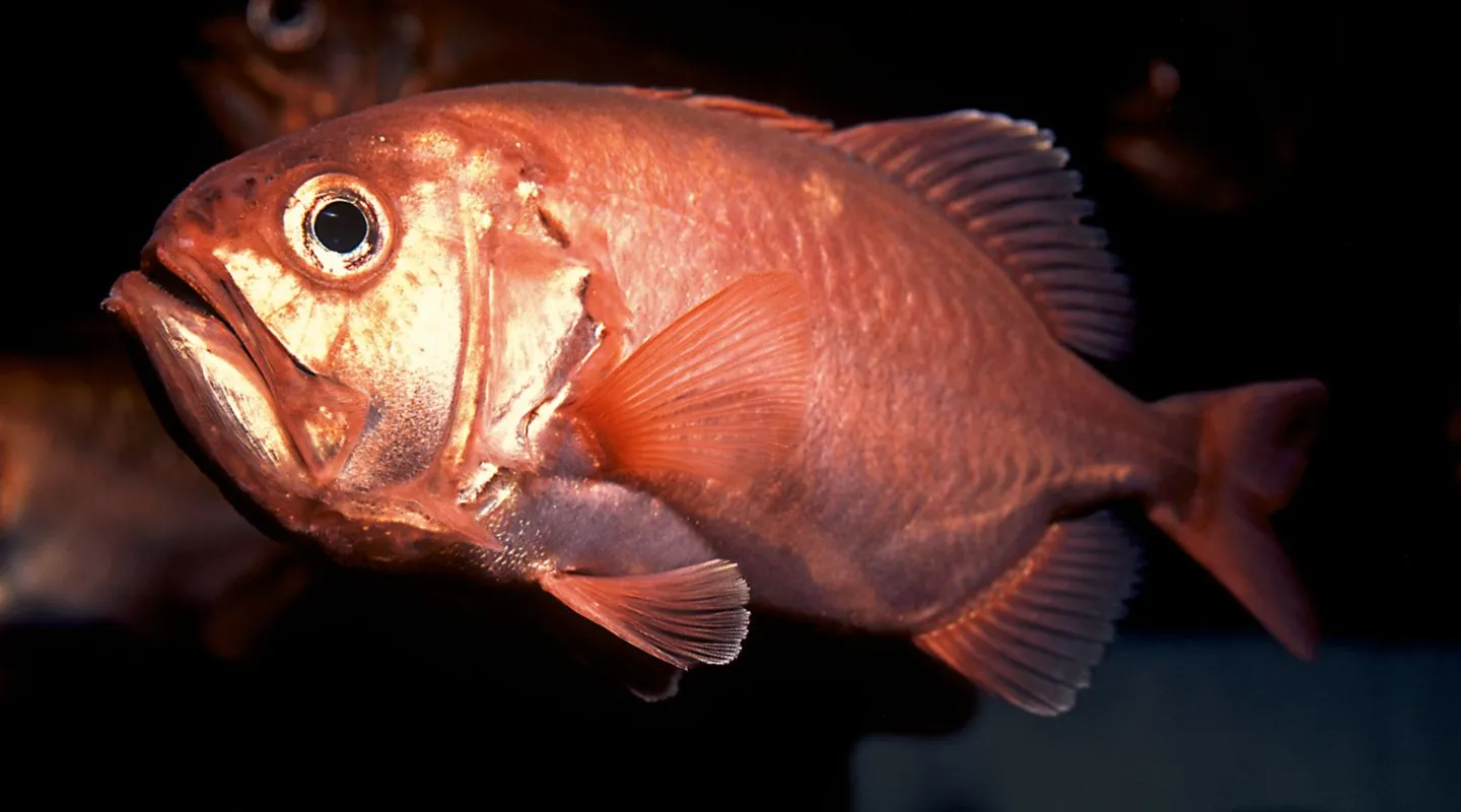 poisson lanterne japonais gephyroberyx japonicus
