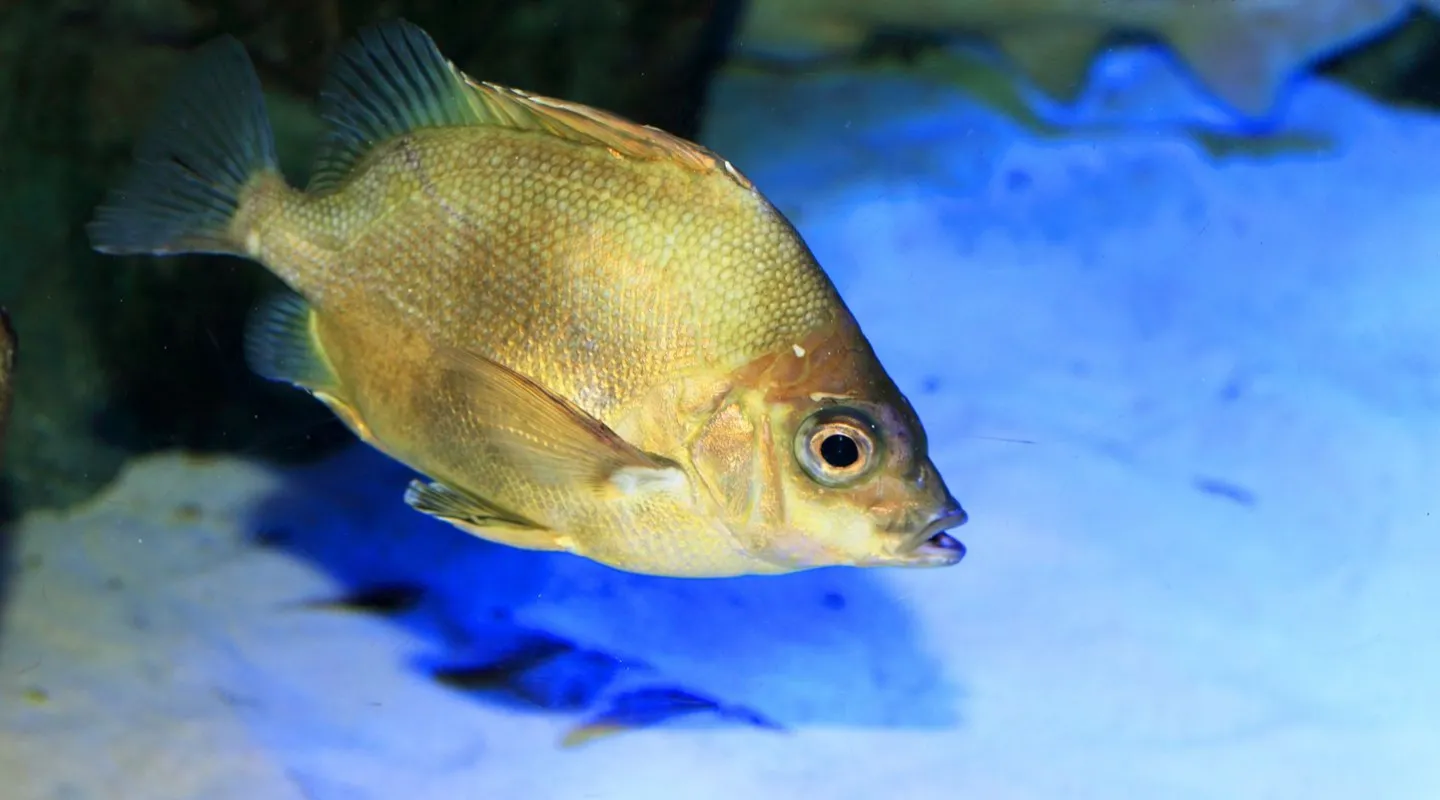 Poisson roseau du Japon