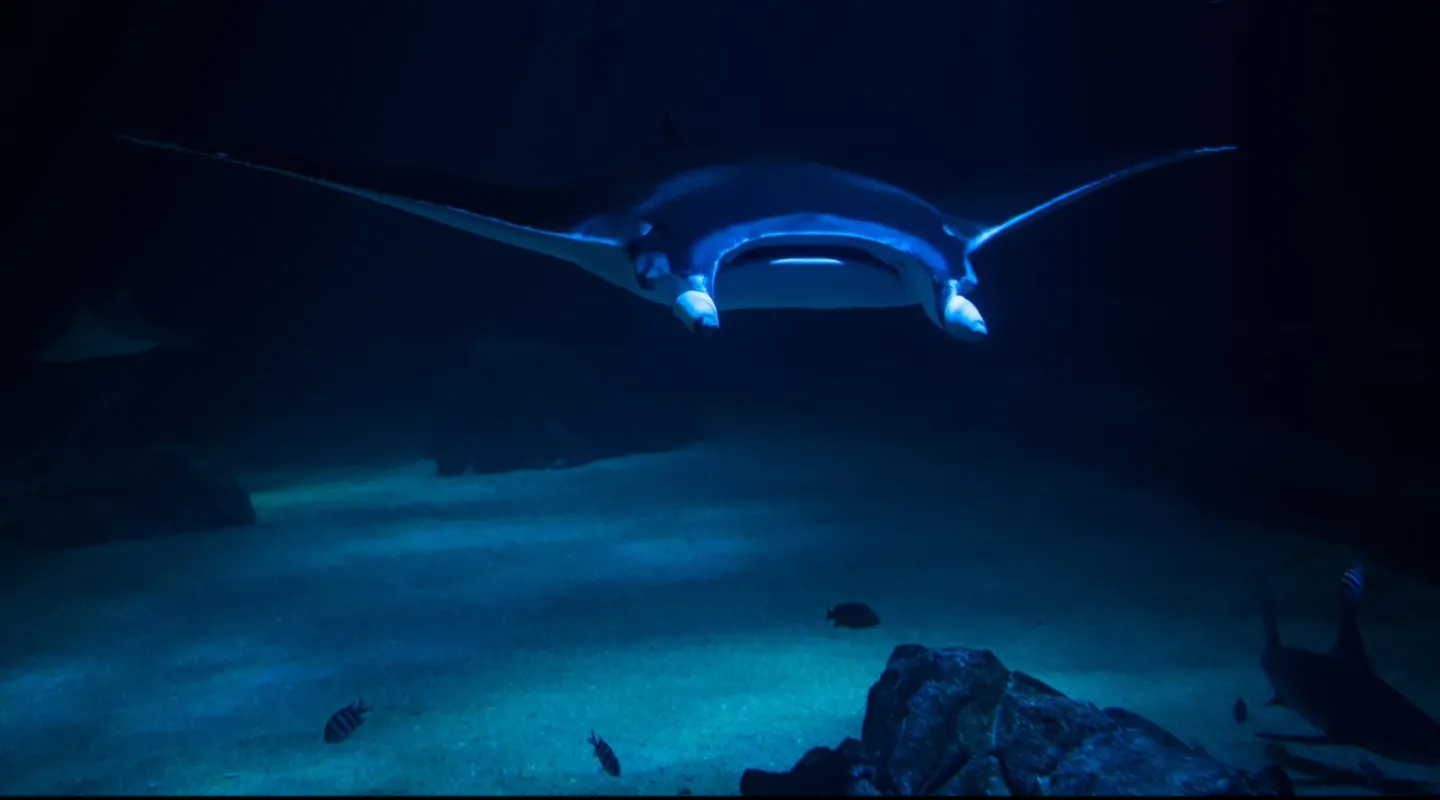 Grande raie manta à Nausicaa