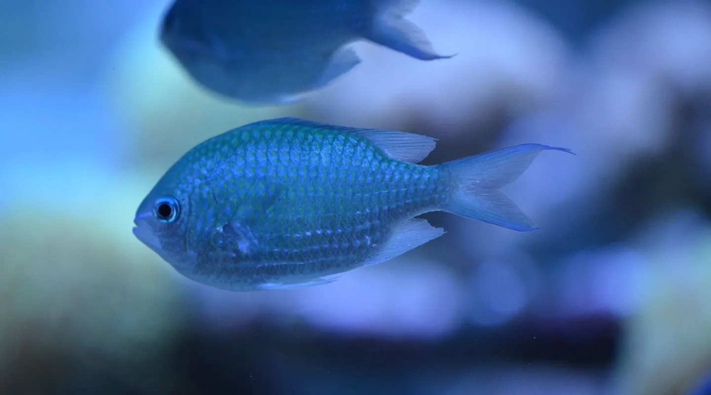demoiselle bleue Chromis viridis