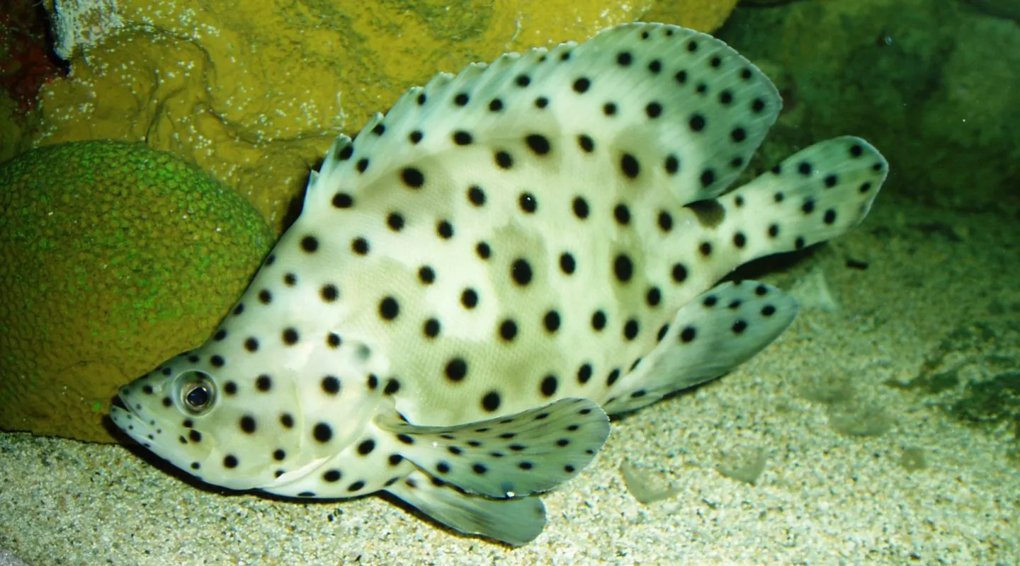 mérou de Grace Kelly