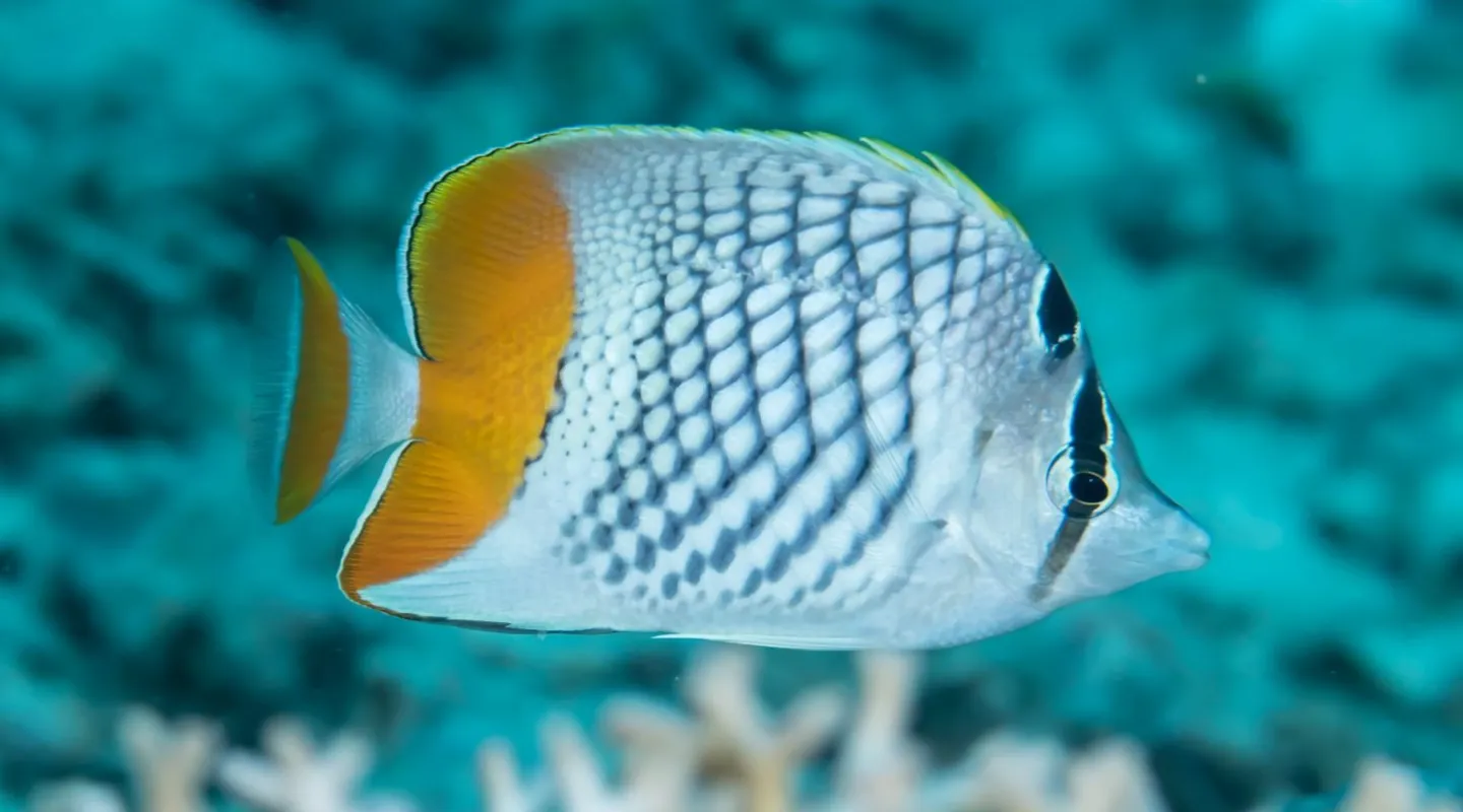 Pearlscale butterflyfish Chaetodon xanthurus | Nausicaa