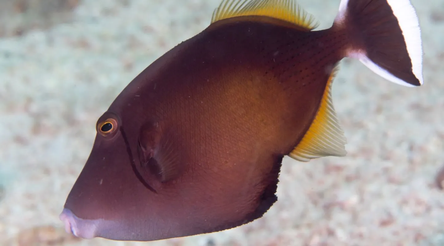 Halfmoon triggerfish Sufflamen chrysopterum | Nausicaa