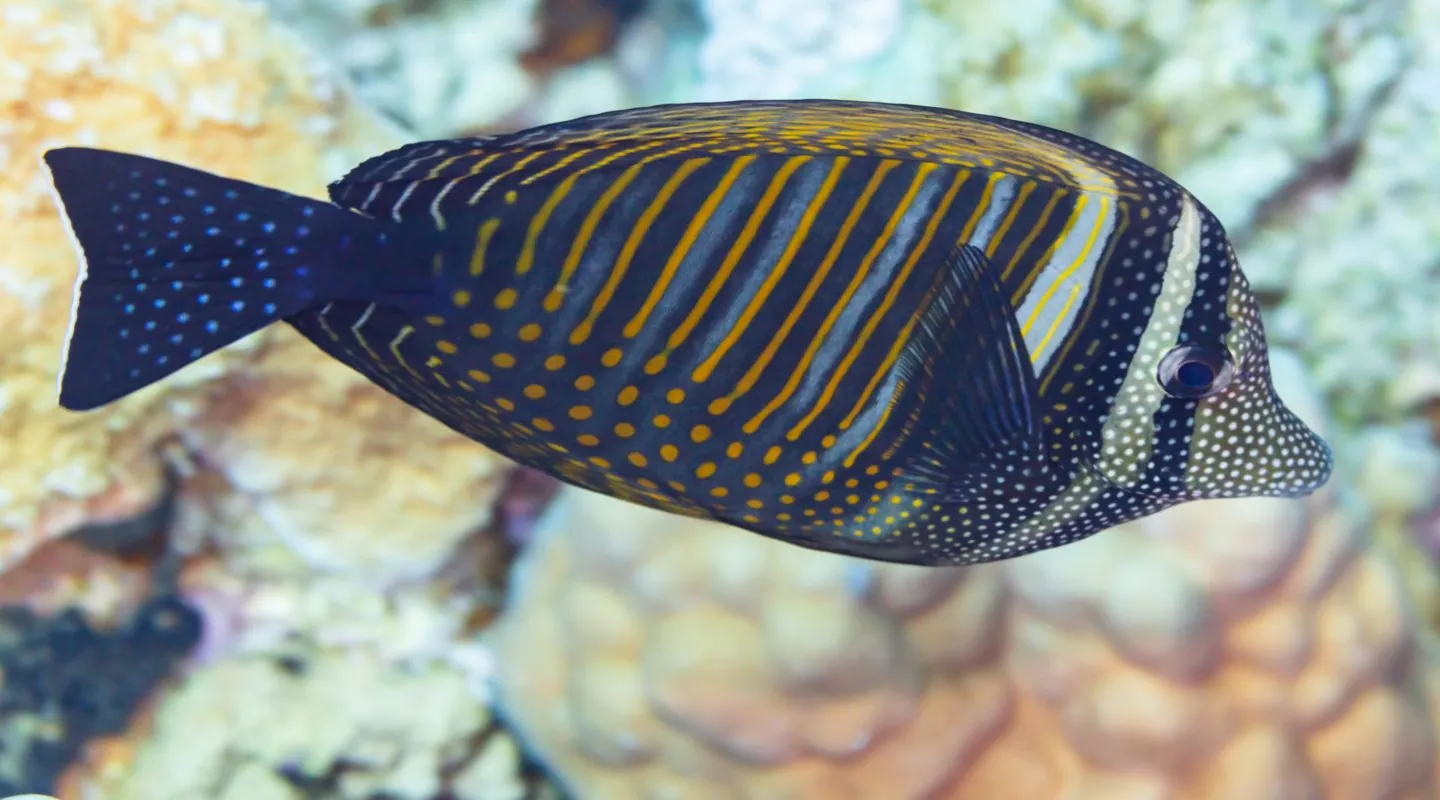 Indian sailfin tang Zebrasoma desjardinii | Nausicaa