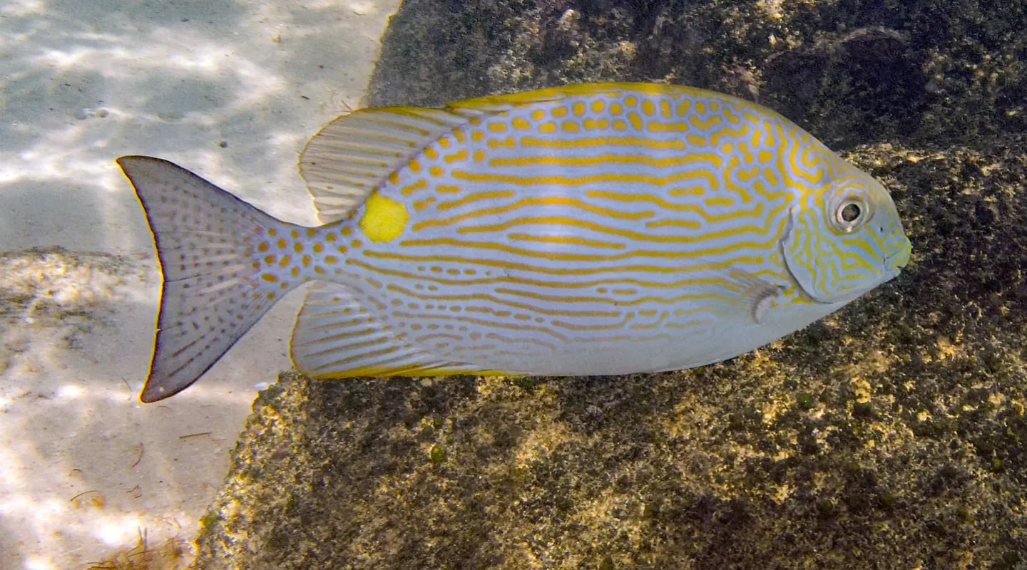 siganus lineatus sigan raies d'or