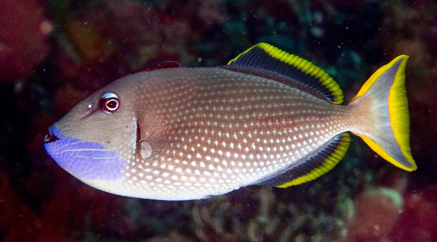 Le baliste à bordures dorées Xanthichthys auromarginatus | Nausicaa