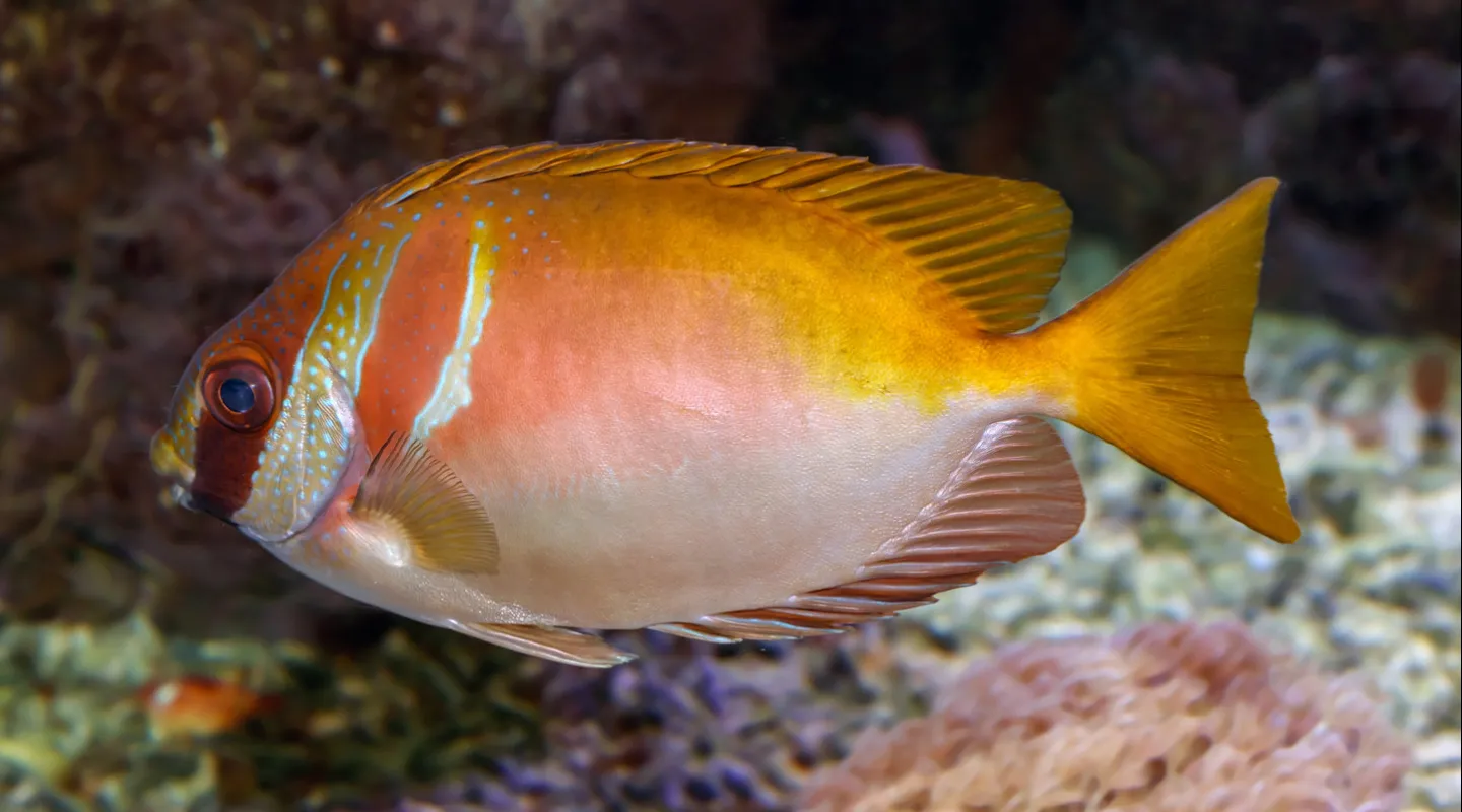 Poisson lapin à double barre