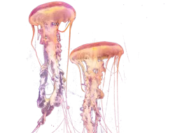 Méduses dorées, Nausicaá, Centre National de la Mer