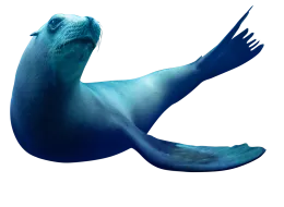 Lion de Mer : Nausicaá, Centre National de la Mer   
