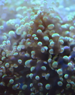 De Euphyllia-koralen