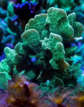 Pavona cactus-koraal