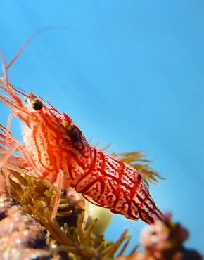peppermint shrimp Lysmata wurdemanni  
