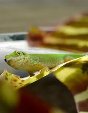Gecko de Pasteur -D-Mallevoy (2) COUV.jpg 