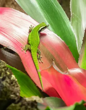 De groene gekko van Manapany