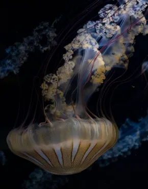 La méduse boussole du Pacifique Chrysaora pacifica