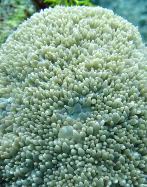 Pearl bubble coral 