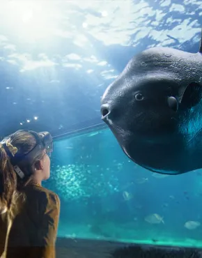 Ocean Sunfish Mola mola in grand large