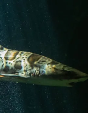 Le requin léopard  