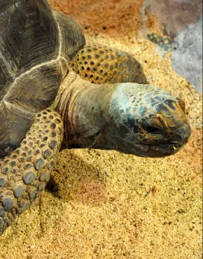 De Seychellenreuzenschildpad