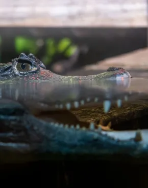 Caïman à lunettes Caiman crocodilus