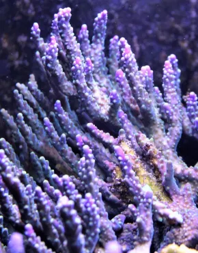 Les coraux acropora