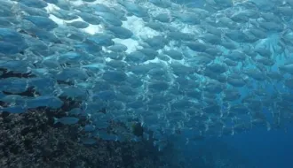 banc de poissons biodiversité du Grand Large