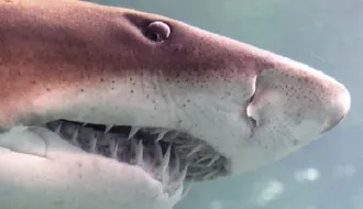 dents de requin taureau