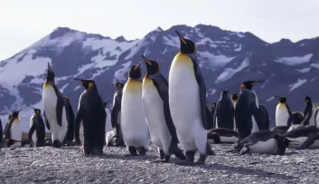 Manchot empereur, quels animaux en Antarctique ?
