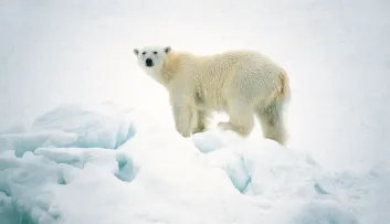 quelles menaces pour l'ours polaire ?