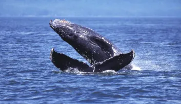 photo de baleine